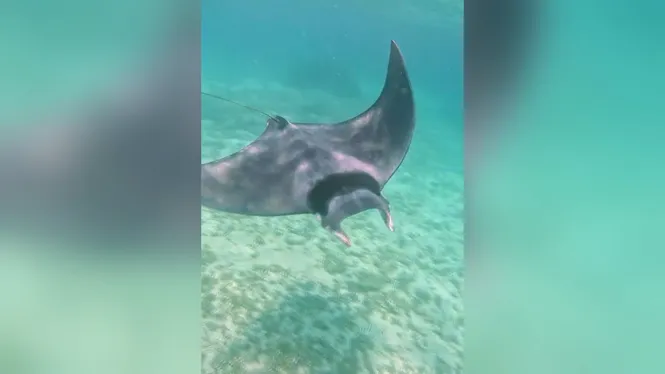 Experts de diversos països investiguen l’arribada inusual a la costa de mantes i rajades