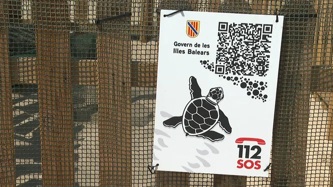 Troben un nou niu de tortuga marina a la platja de Ca’n Pere Antoni