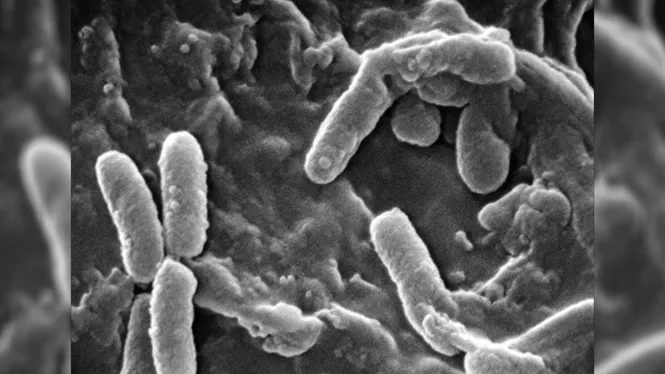 Anàlisis genòmiques d’un bacteri permeten combatre’l amb més efectivitat i rapidesa