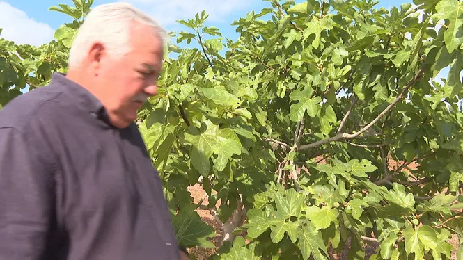 Flor de Figa tanca la finca a les visites turístiques
