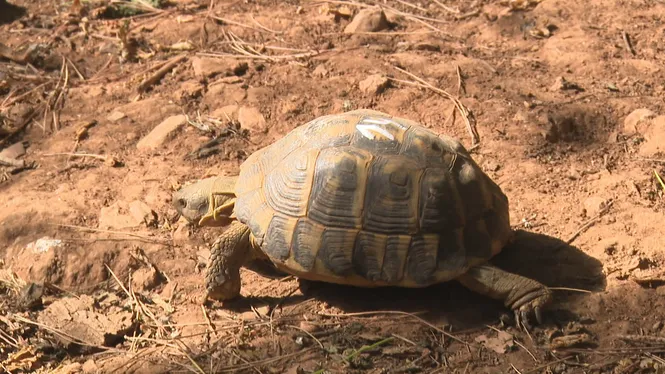 El+SEPRONA+interv%C3%A9+14+tortugues+medierr%C3%A0nies+d%E2%80%99un+domicili+de+Sant+Lloren%C3%A7