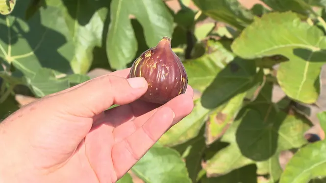 Figues més petites, però més gustoses