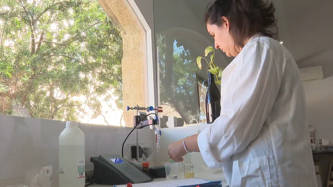 Un projecte entre la UIB i els Cellers Can Majoral i Can Ribas permet fermentar el vi amb llevat mallorquí