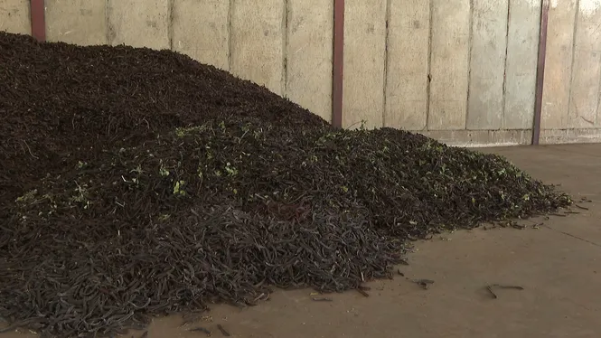 Comença una campanya de recollida de la garrova amb preus baixos per als productors