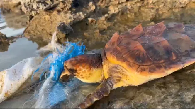 Trobada una tortuga boba enredada amb uns plàstics a Formentera