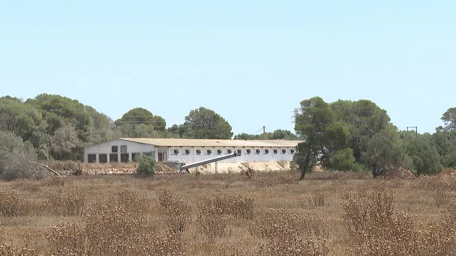 Desestimada l’ampliació de la polèmica granja de Llucmajor, que està obligada a reduir 95.000 gallines
