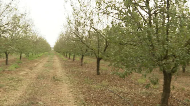 Comença la campanya de recollida d’ametla de Mallorca