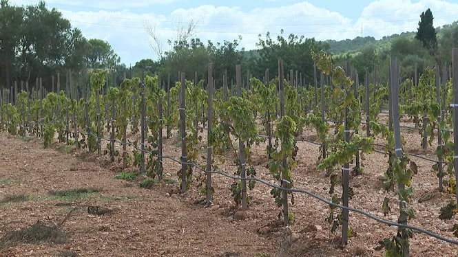 Les darreres pluges ajuden a salvar gran part de la collita de vinya i oliva a Mallorca