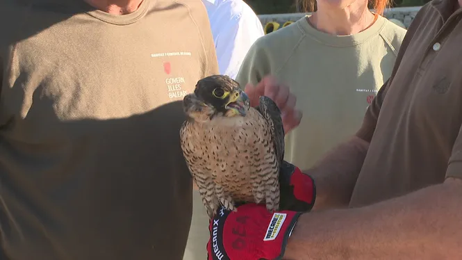 Alliberen+dos+falcons+peregrins+i+un+xoriguer+a+Eivissa