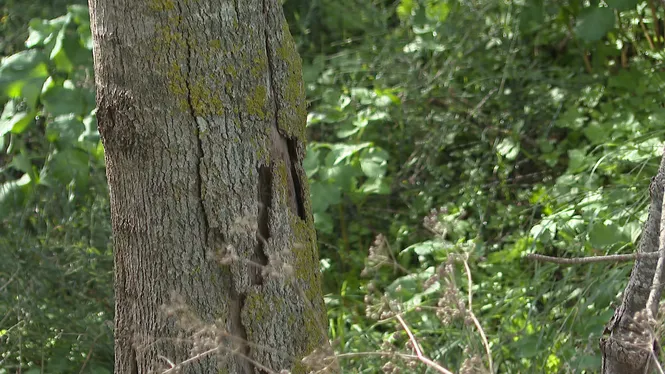 L’Ajuntament de Sencelles reclama que s’investigui la mort d’una vintena d’arbres al torrent de Solleric
