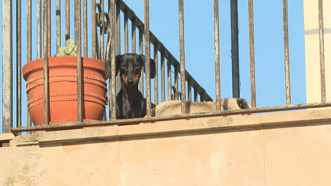 Les cases del nucli urbà de Llubí podran tenir tres animals de companyia com a màxim