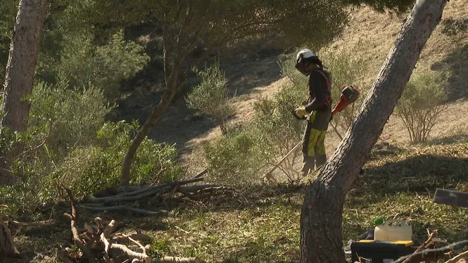 El Consell de Menorca aportarà 2,9 milions d’euros per reforçar la prevenció forestal als vuit municipis de l’illa