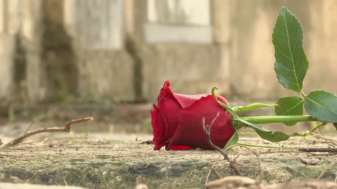 La rosa sobre la tomba reviu a Campanet