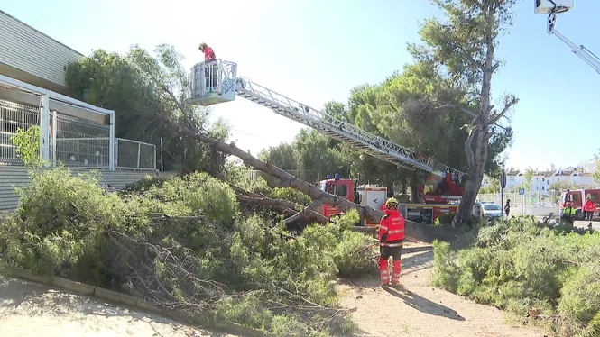 El vent provoca una quarantena d’incidèncias sobretot a Palma i a Calvià