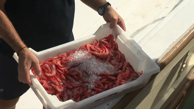 Cau un 30% la captura de gamba vermella a Menorca per les noves mesures europees