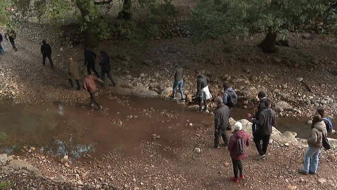 Pollença ja té preparat el pi de Sant Antoni