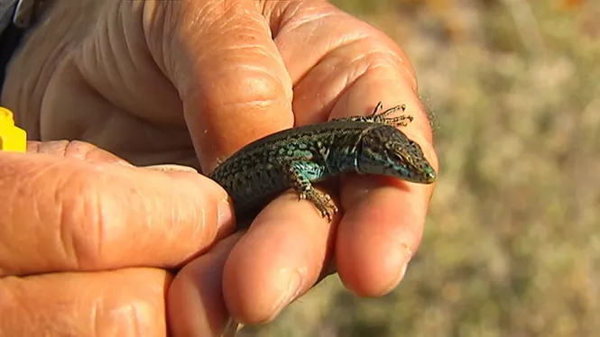 La sargantana pitiüsa, més a prop de l’extinció