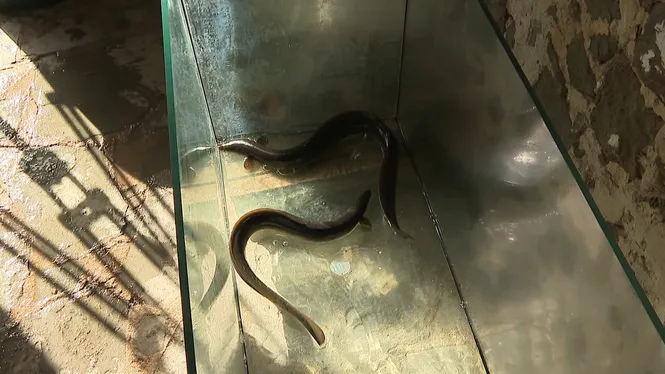 Les anguiles tornen a entrar i sortir de l’Albufera des Grau amb més dies de comportes obertes