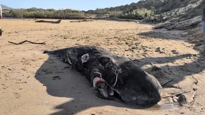 Localitzen un catxalot mort, varat a la platja gran de Tirant, as Mercadal