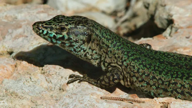 S’estrena el documental ‘El silenci d’Eivissa’
