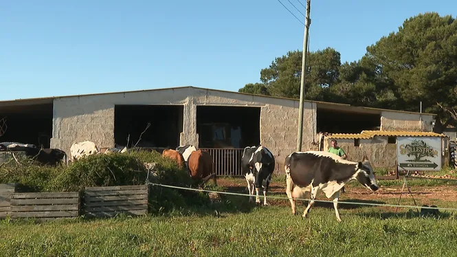 Més llet amb menys vaques gràcies a la producció regenerativa
