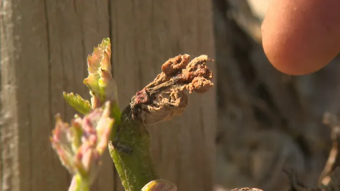 Les tramuntanades han fet malbé algunes plantacions de vi de Menorca