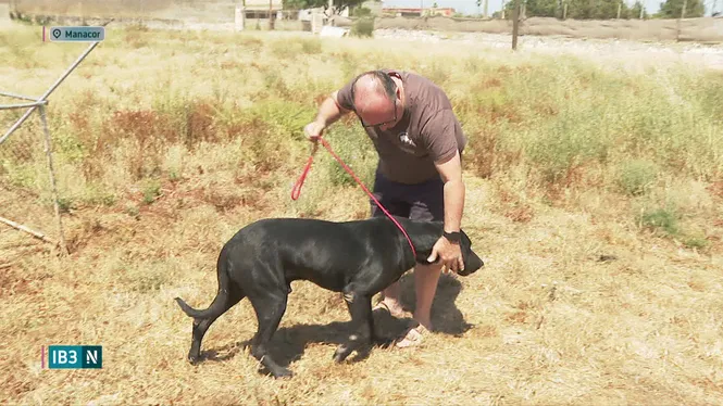 Pep Gonella, un ca de bestiar de primera