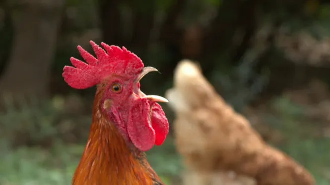 Una colònia de galls als jardins del Palau d’Aiamans no deixa dormir els veïnats