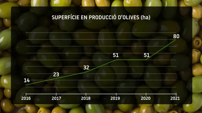 Menorca+multiplica+per+6+els+cultius+d%26apos%3Bolivera+en+5+anys