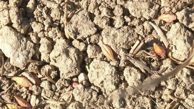 Els pagesos pronostiquen que perdran la meitat de la collita de cereals per la manca de pluges