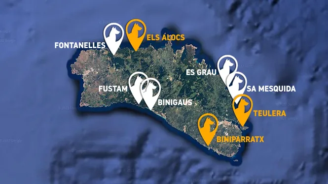 Menorca+ja+t%C3%A9+cinc+platges+aptes+per+a+cans+i+en+promou+tres+m%C3%A9s