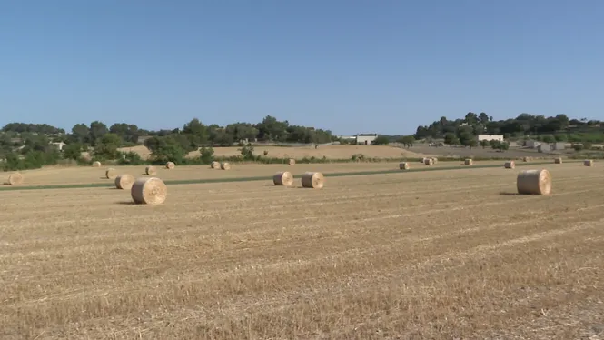 Els pagesos preveuen una campanya de cereals magra: “No esperam res de bo”