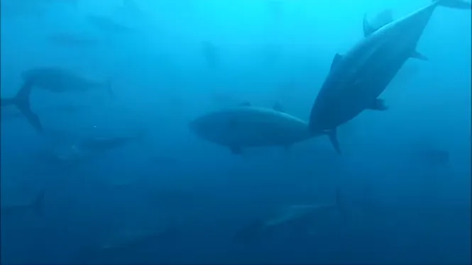 Onades de calor marines a les Balears, un problema per a la cadena tròfica de la tonyina vermella