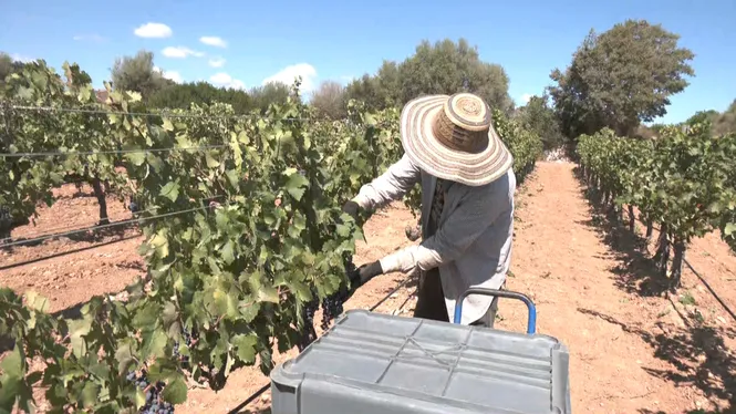 La verema s’avança per mor de la calor