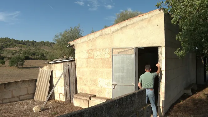 Tres pagesos de Son Macià recuperen dues trencadores d’ametles dels anys 40