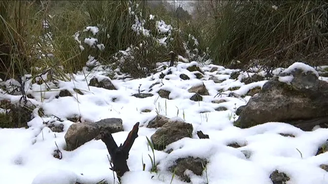 La neu a Mallorca és la protagonista del llibre creat per Lluís  Valcaneras, Tomeu Bonet i  Miquel Salamanca