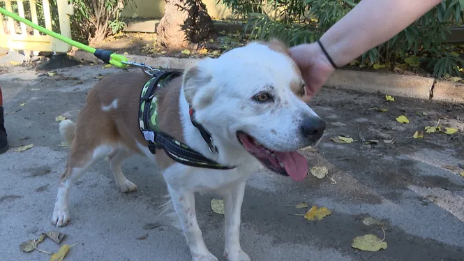 Uns 40 cans de Son Reus desfilen per trobar una família adoptiva