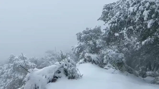 Més de 30 centímetres de neu cobreixen la Serra