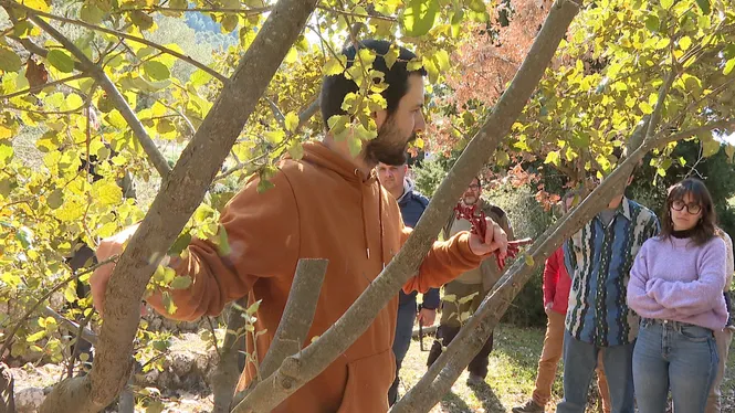 Una vintena de persones es reuneixen a la Serra de Tramuntana per aprendre a empeltar alzines