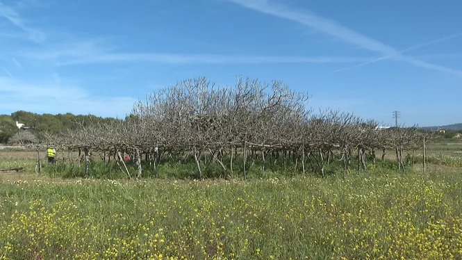 Na Blanca d’en Mestre, un dels arbres singulars de Formentera