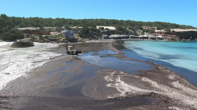Comen%C3%A7a+la+retirada+de+la+posid%C3%B2nia+de+les+platges+de+Formentera