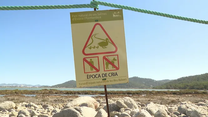 Campanya als espais naturals de Balears per protegir els nius del picaplatges camanegre
