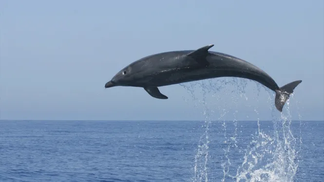 Conclusions del projecte de Tursiops ‘Els nostres dofins II’