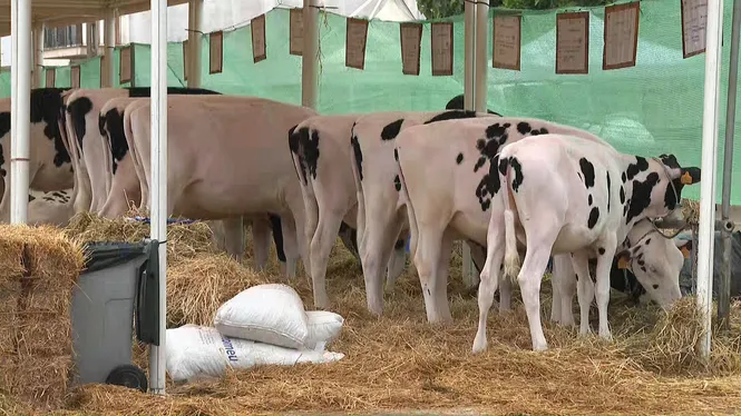 Unes 60 vaques protagonitzen la tradicional Fira de Maig de Campos