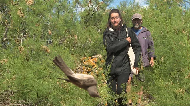 La SOM conclou una nova companya d’anellament a l’Illa de l’Aire amb uns 3.000 ocells anellats