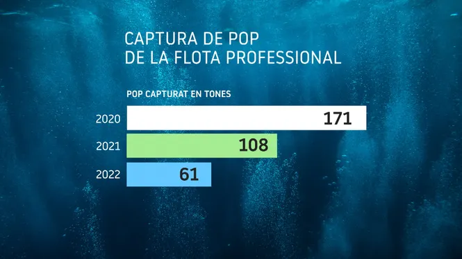 El+sector+professional+de+les+Illes+captur%C3%A0+61.000+quilos+de+pop+el+2022