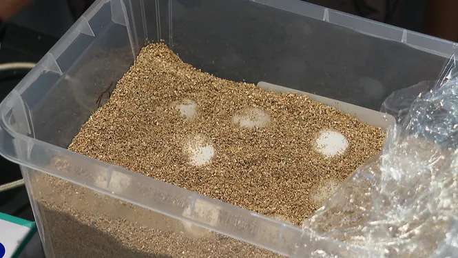 Es traslladen al laboratori altres 20 ous més de la tortuga que els va pondre a Can Pere Antoni de Palma