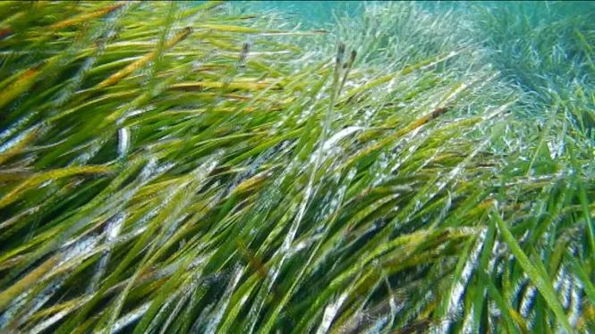 L’augment de la temperatura de la mar impacta greument sobre els ecosistemes marins