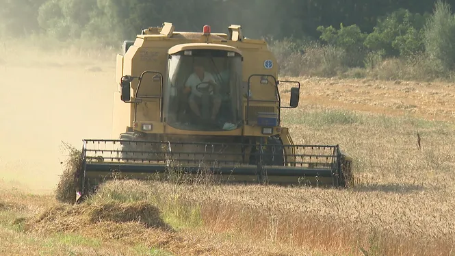 La sequera ha fet minvar un 31% la collita del cereal a les Balears