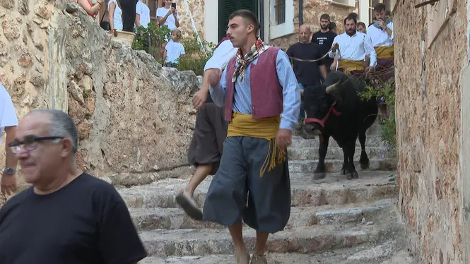 La baixada del bou de Fornalutx, l’acte més tradicional de les festes patronals
